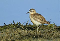 Red-breasted Dotterel